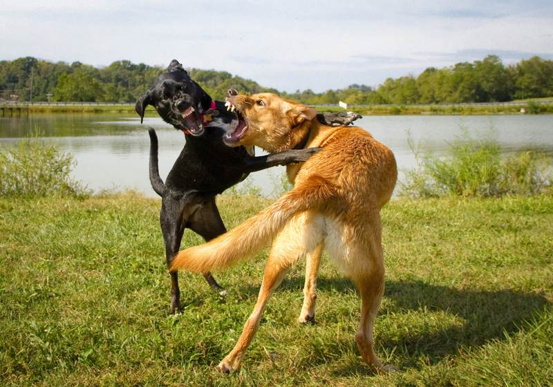 are some dogs genetically aggressive